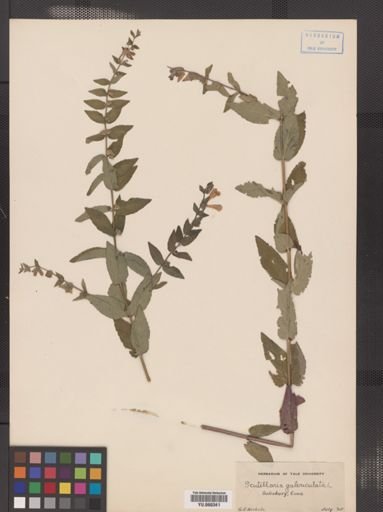 Scutellaria epilobiifolia