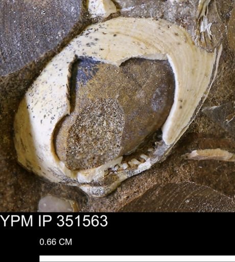 Limopsis striatopunctatus
