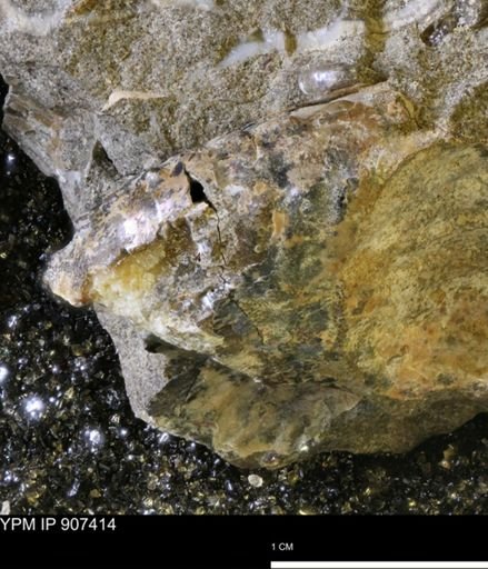 undet. Scaphitidae
