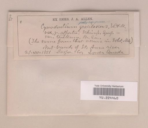 Cynodontium polycarpum