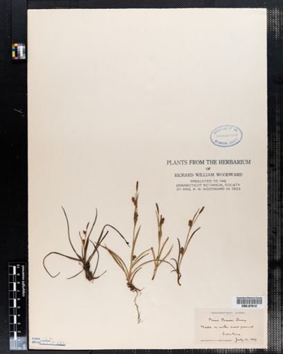 Carex crawei