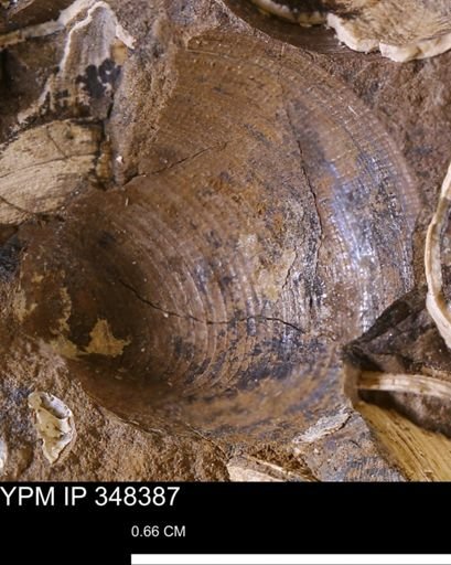 Limopsis striatopunctatus