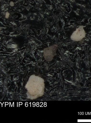 undet. Foraminiferida