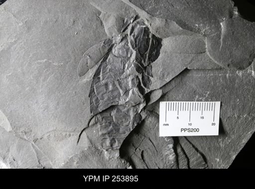 Hughmilleria socialis