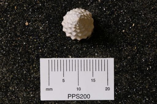 Cymatosyrinx lunata