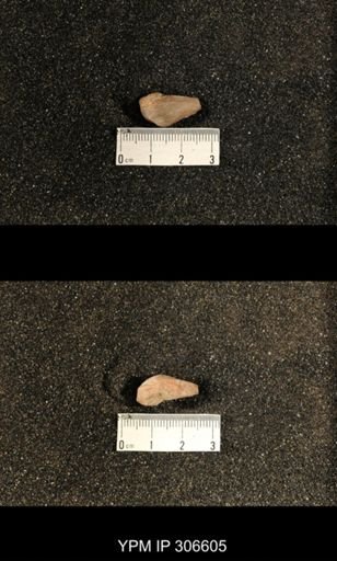 Phestia bellistriata