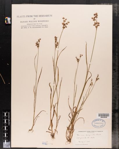 Juncus marginatus