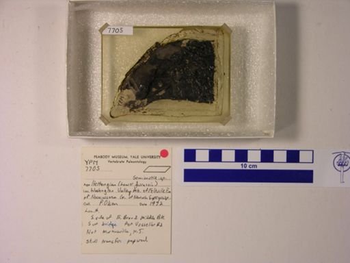 cf. Semionotus tenuiceps