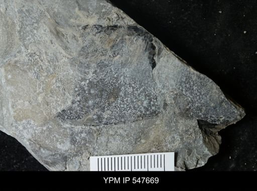 undet. Eurypterida