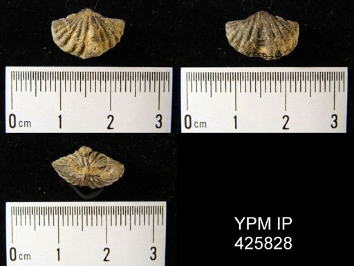 Delthyrididae
