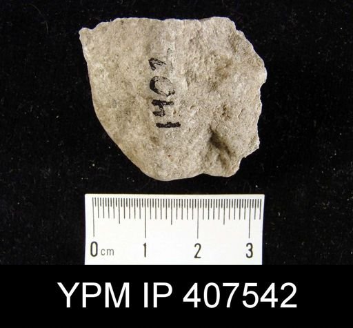 Virgiana barrandei