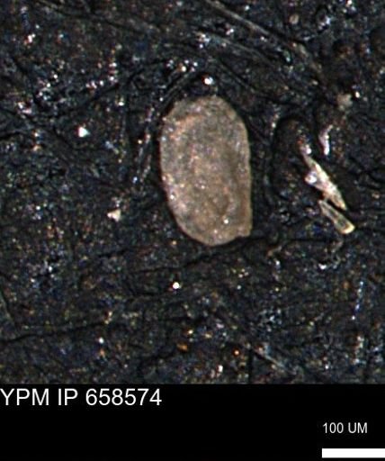 Miliammina sp.