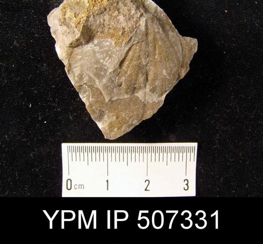 Rhipidomella livia