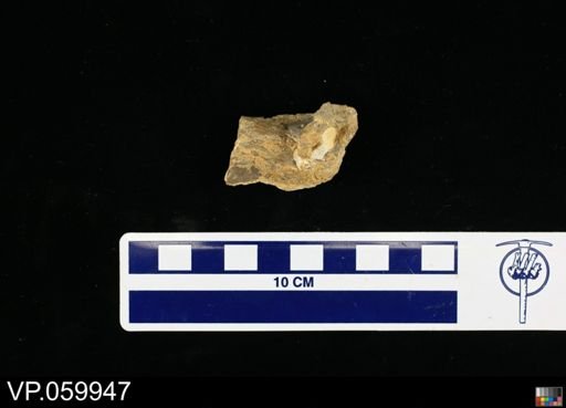 undet. Toxochelyidae