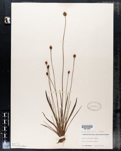 Xyris difformis