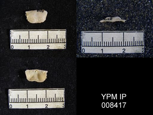 Lissochonetes plattsmouthensis