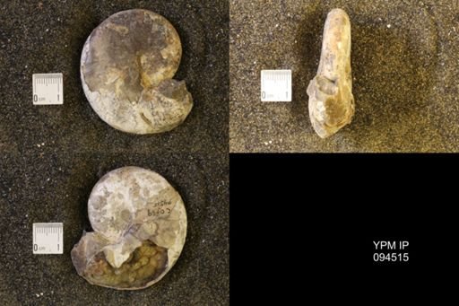 Hoploscaphites nicolletii