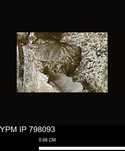Inoceramus sp.