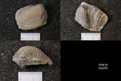 Inoceramus sp.