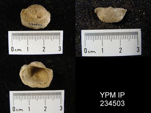Marginifera muricatina