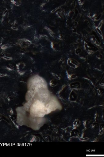 undet. Foraminiferida