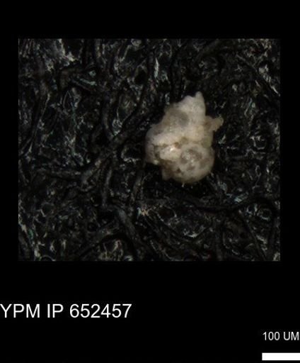 undet. Heterohelicidae