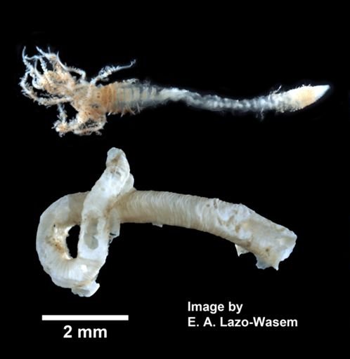 Hydroides