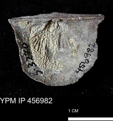 Stropheodonta sp.