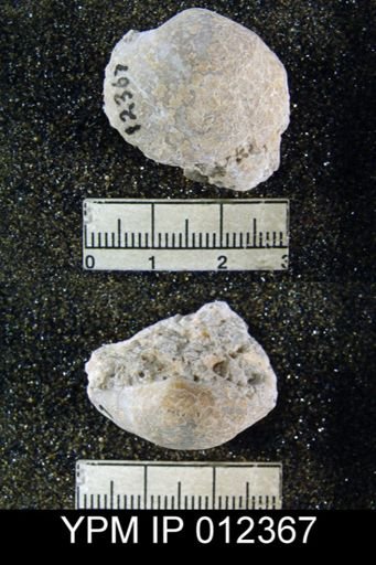 Squamularia guadalupensis