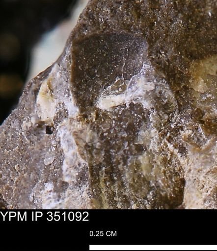 Limopsis striatopunctatus