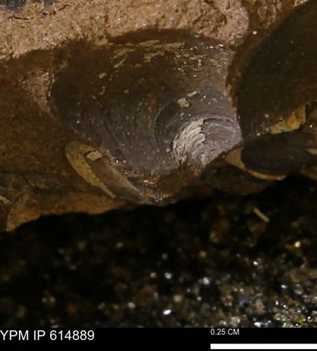 Limopsis striatopunctatus