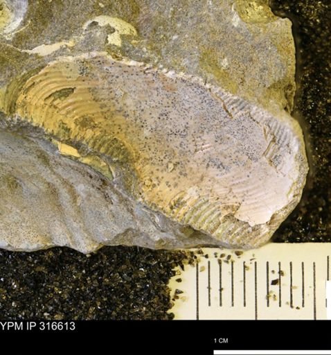undet. Scaphitidae