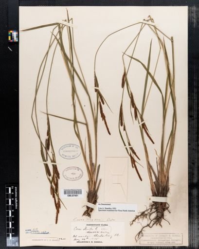 Carex stricta