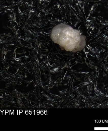 undet. Foraminiferida