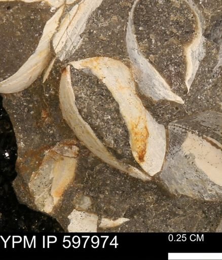 Limopsis striatopunctatus