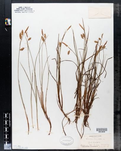 Carex limosa