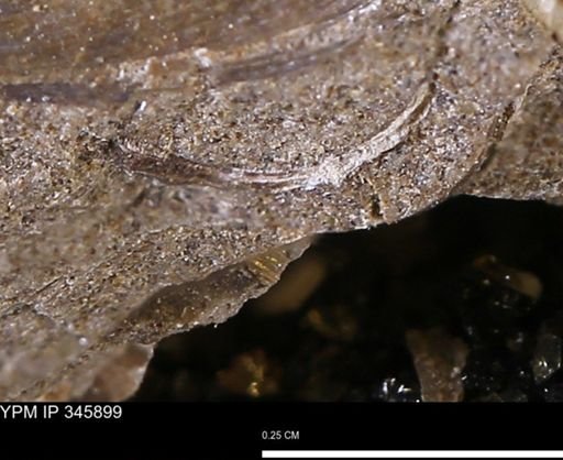 undet. Bivalvia