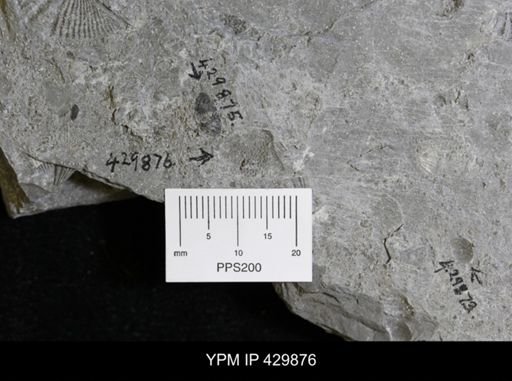 Favositidae?
