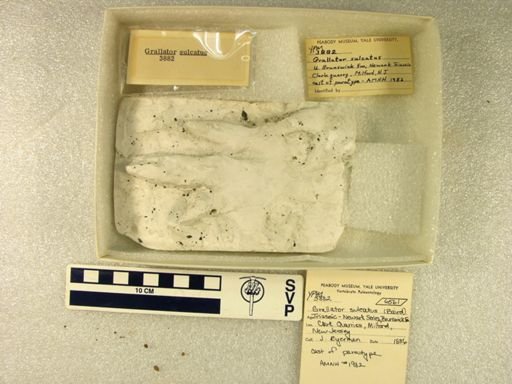 Grallator sulcatus