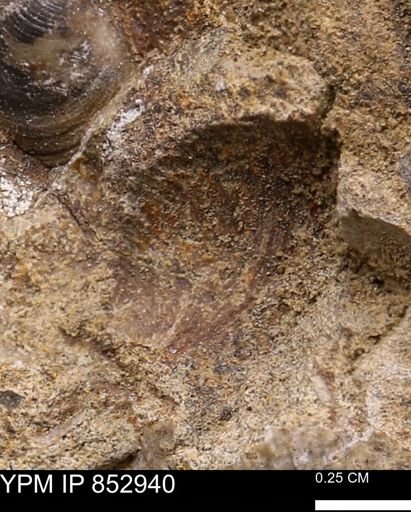 Limopsis? striatopunctatus
