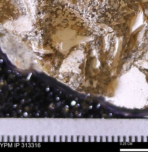 Corbicula sp.