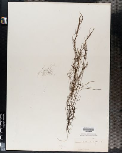Zannichellia palustris