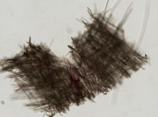 cf. Raspailia