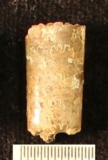 Baculites