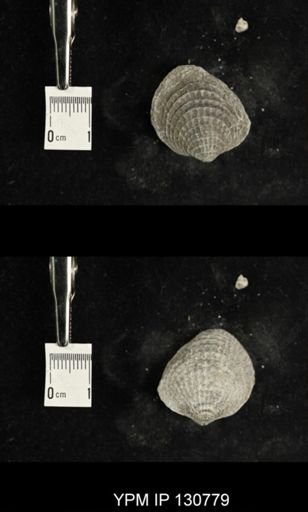 Spinatrypa spinosa