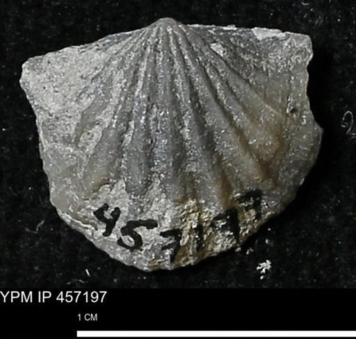 Stropheodonta erratica solidicosta