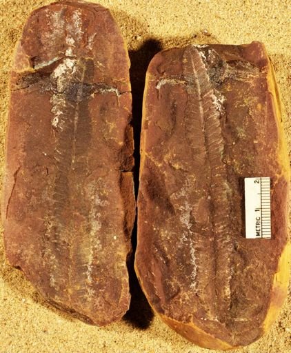 Pecopteris