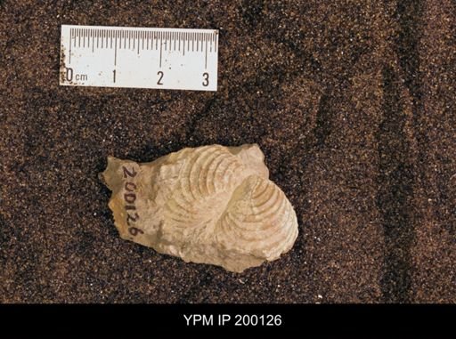 Inoceramus aff. acutiplicata