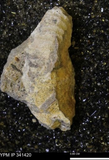 Scaphites sp.