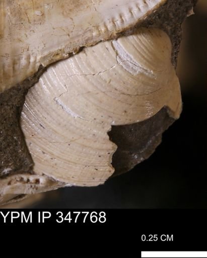 Limopsis striatopunctatus